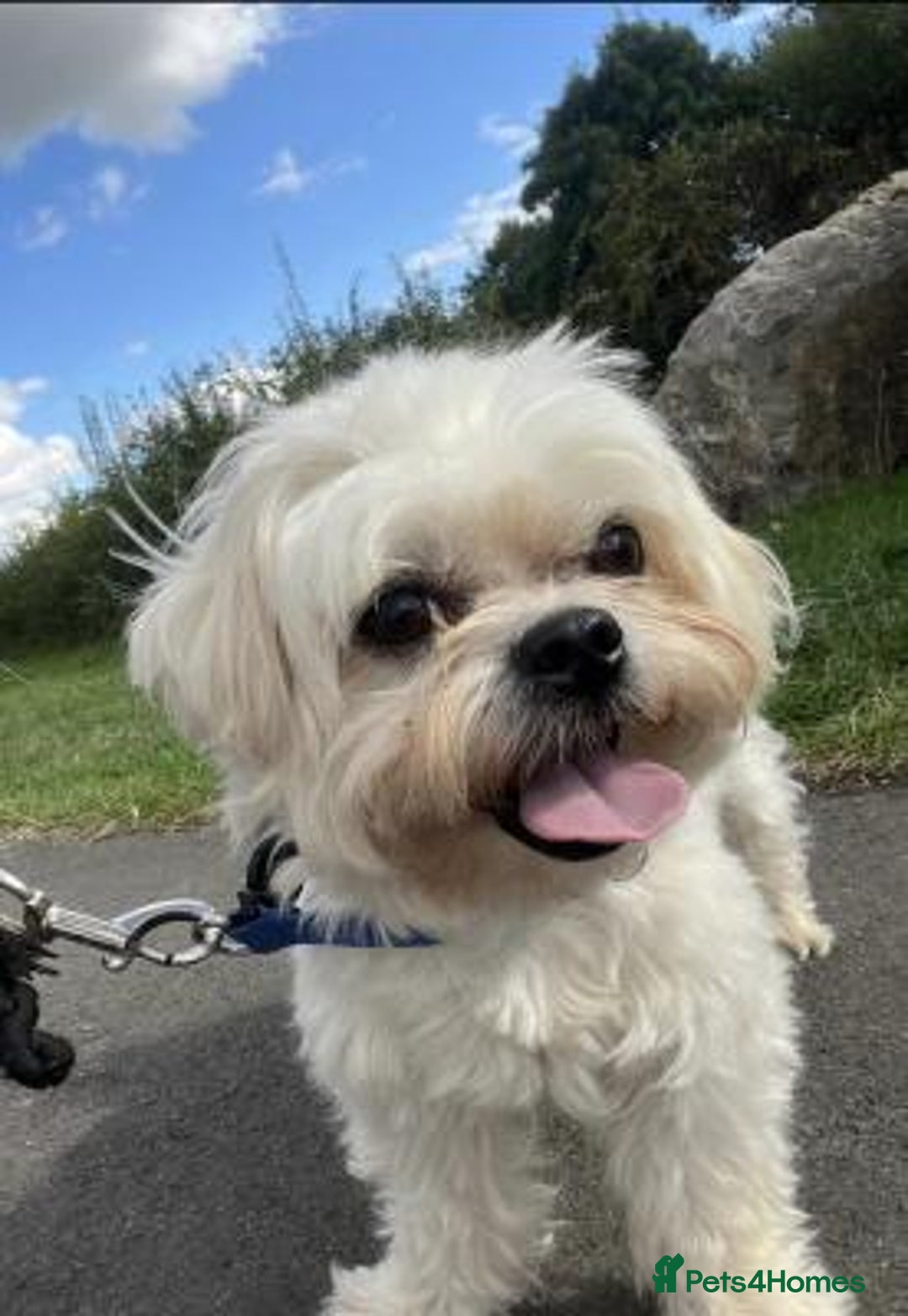 Maltese dogs for sale: Outstanding maltese - Advert 1