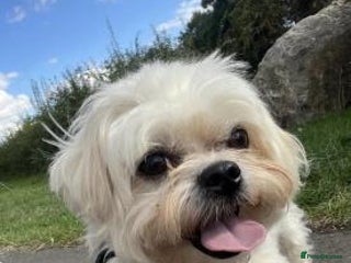 Maltese dogs Outstanding maltese - Advert 1