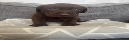Labrador Retriever dogs for sale: Chunky chocolate Labrador puppies  - Advert 9