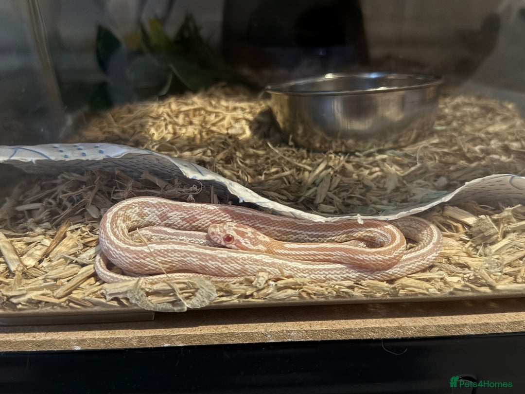 Snake reptiles for sale: Multiple snakes for sale corns and sand boas  - Image 8