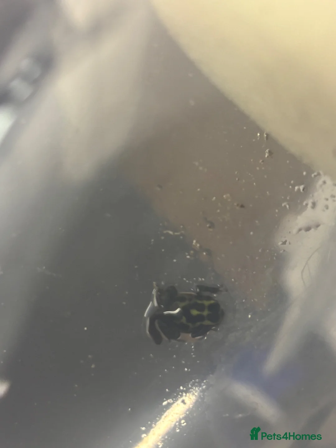 Frog reptiles for sale: Ranitomeya Variabilis Southern Froglets  - Advert 6