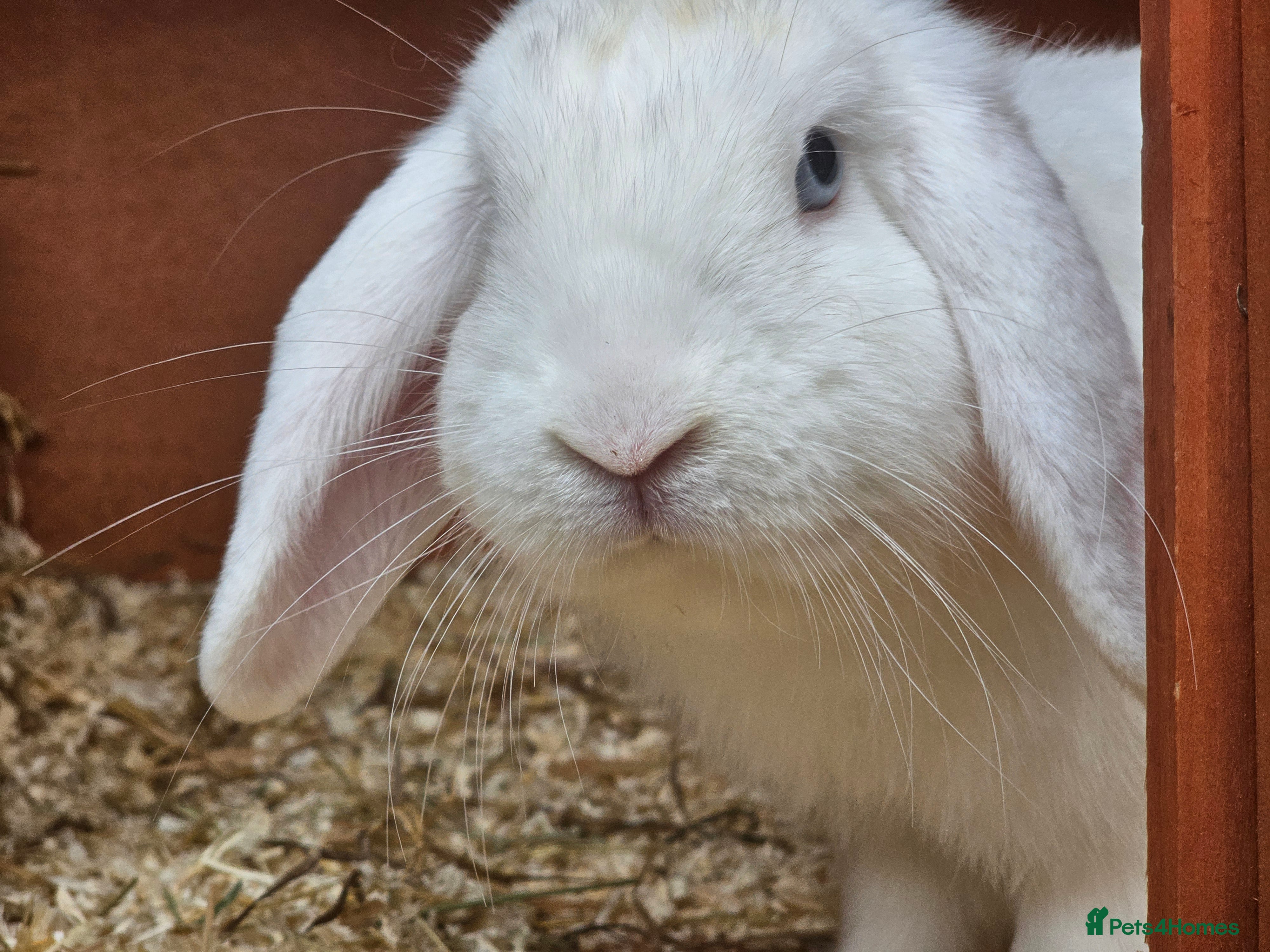 Mini Lop rabbits Rabbits for sale - Advert 1