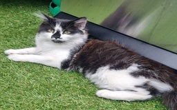 British Longhair cats for sale: ******. 2 female KITTENS.  - Image 19