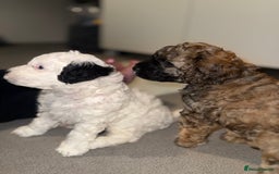 Cavapoo dogs for sale: Gorgeous rare Cavapoo F1B puppies 🐶  - Image 8