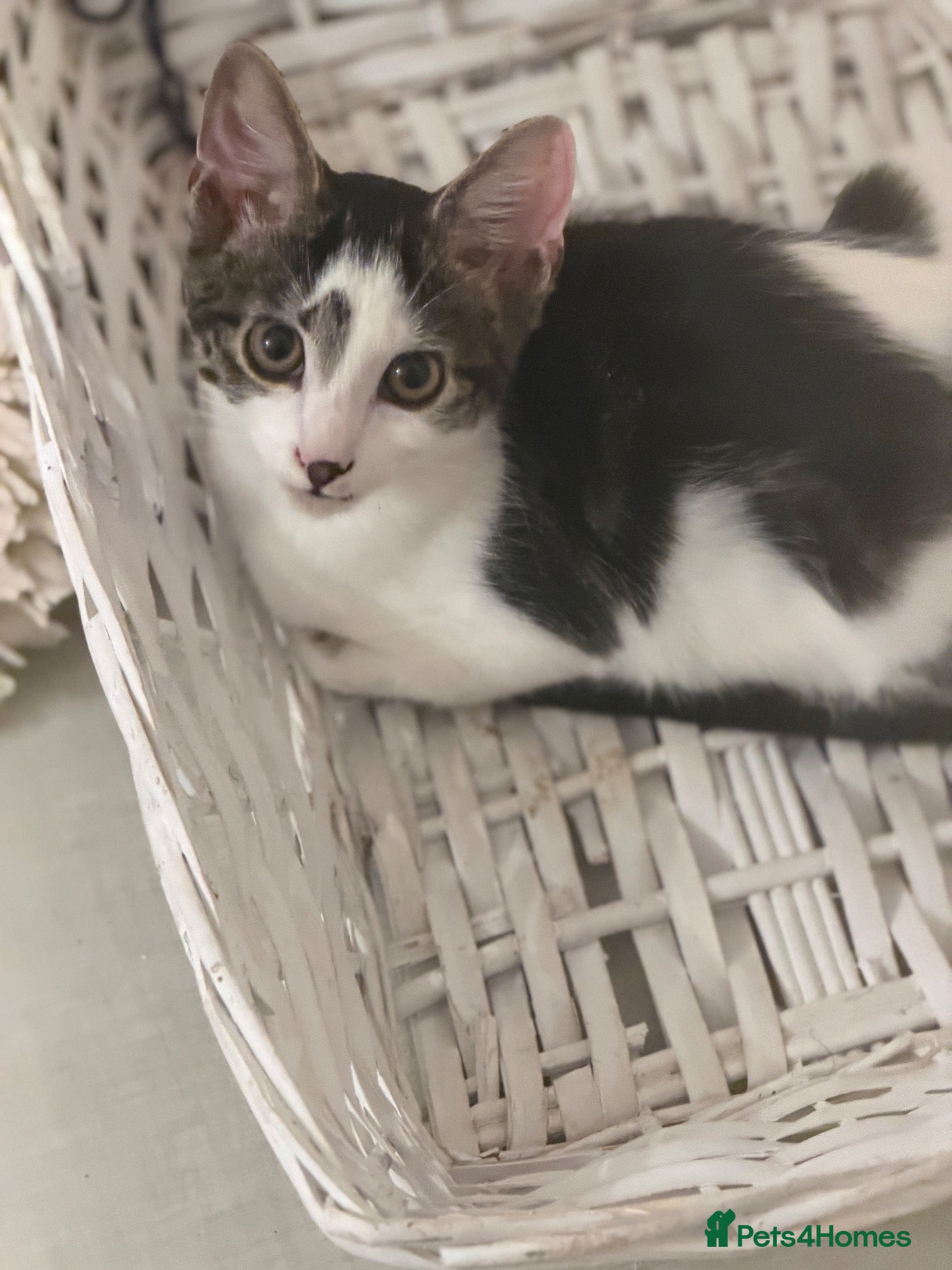 Mixed Breed cats Tabby kittens, litter trained and healthy. - Advert 1