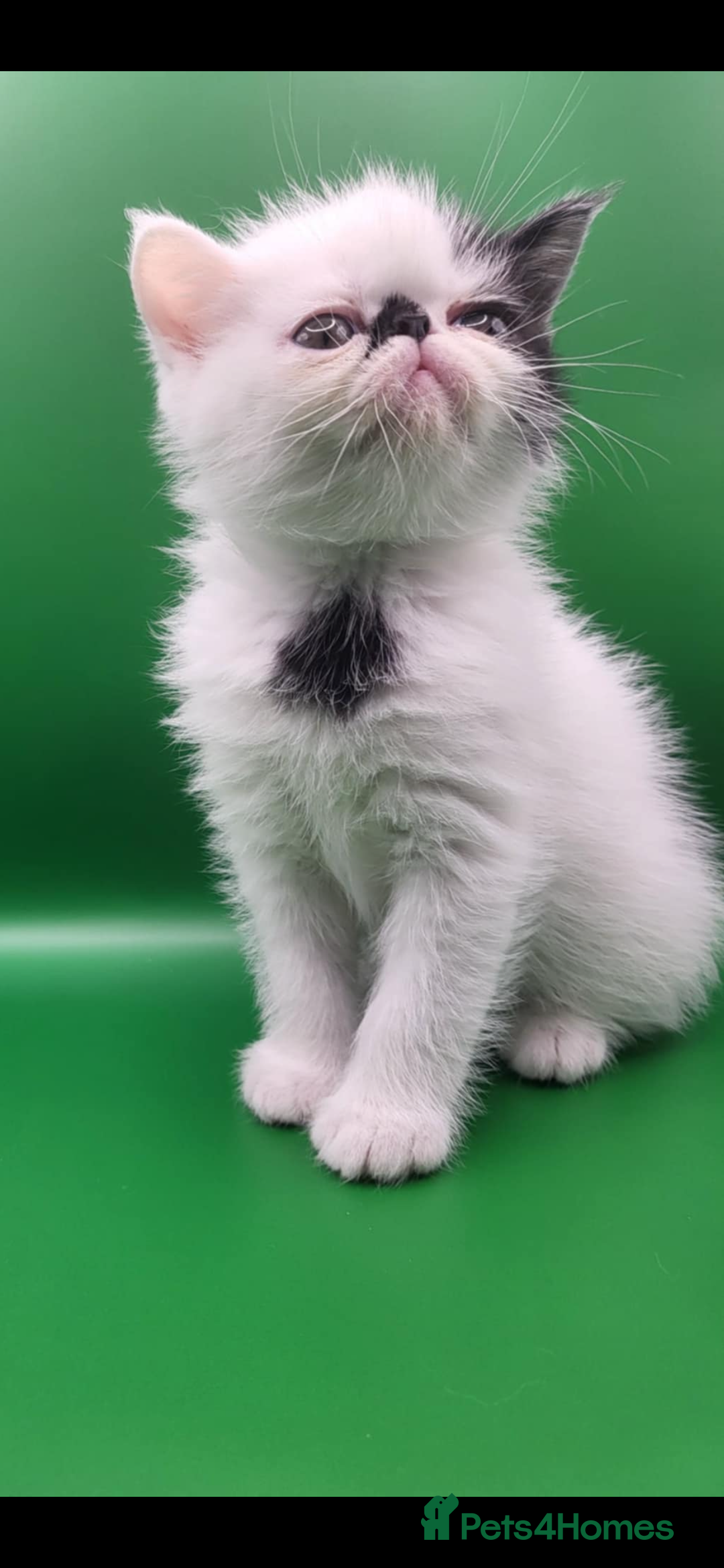 Exotic cats for sale: Exotic kittens  - Advert 20