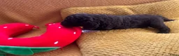 Cockapoo dogs for sale: Beautiful Cockapoo* Toy Poodle Puppies  - Advert 14