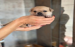 Mixed Breed dogs for sale: Adorable Pug x Pomeranian Puppies  - Image 25