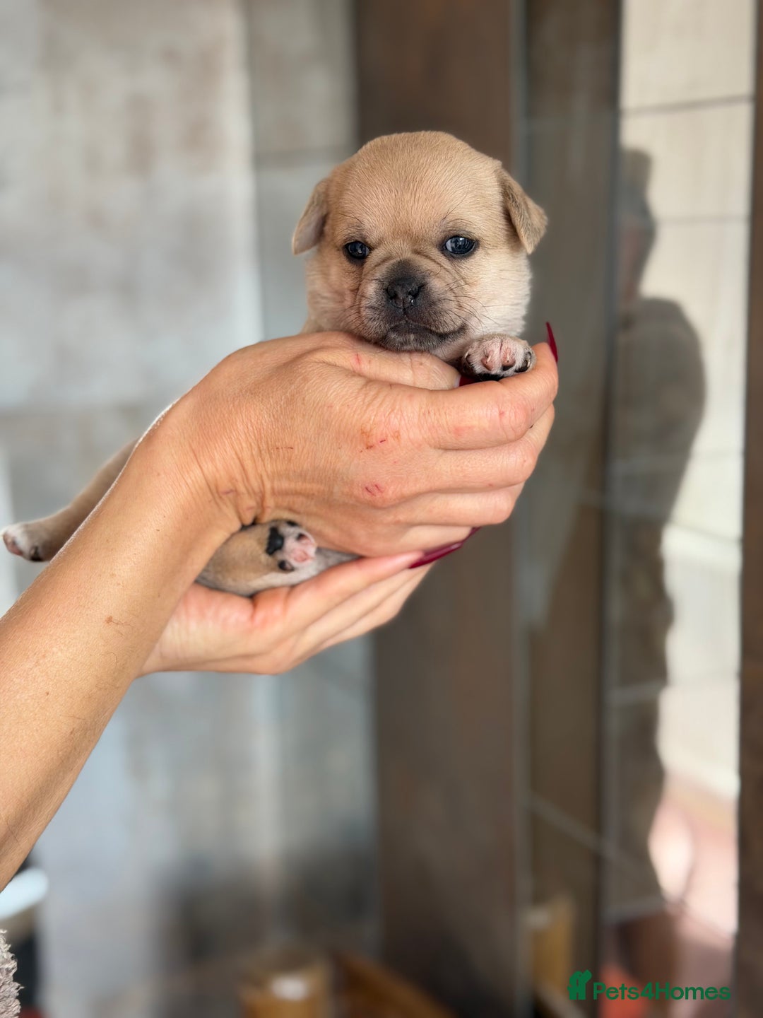 Mixed Breed dogs for sale: Adorable Pug x Pomeranian Puppies  - Image 25