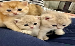 British Shorthair cats for sale: British Shorthair Golden & Bluegolden kitten GCCF - Image 7