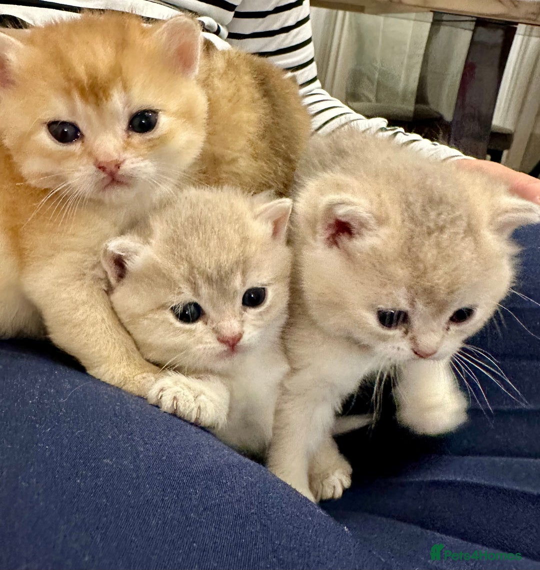 British Shorthair cats for sale: British Shorthair Golden & Bluegolden kitten GCCF - Image 7