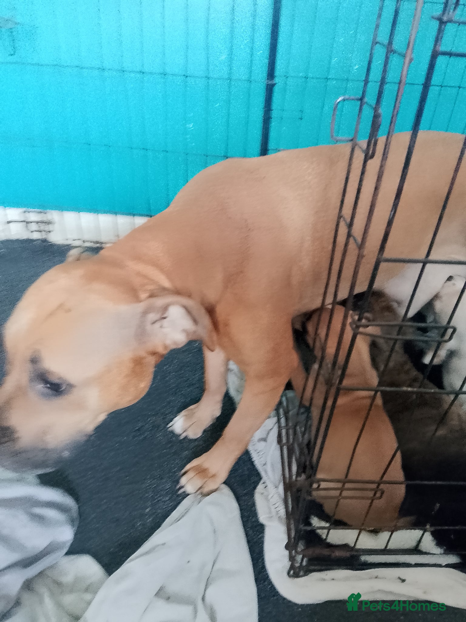 Mixed Breed dogs Beautiful litter of American Bulldogs x staffys.  - Advert 5