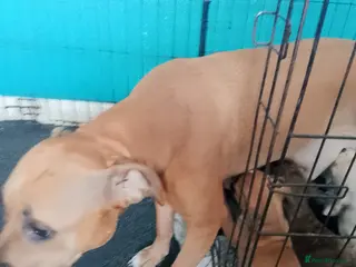 Mixed Breed dogs Beautiful litter of American Bulldogs x staffys. - Advert 7
