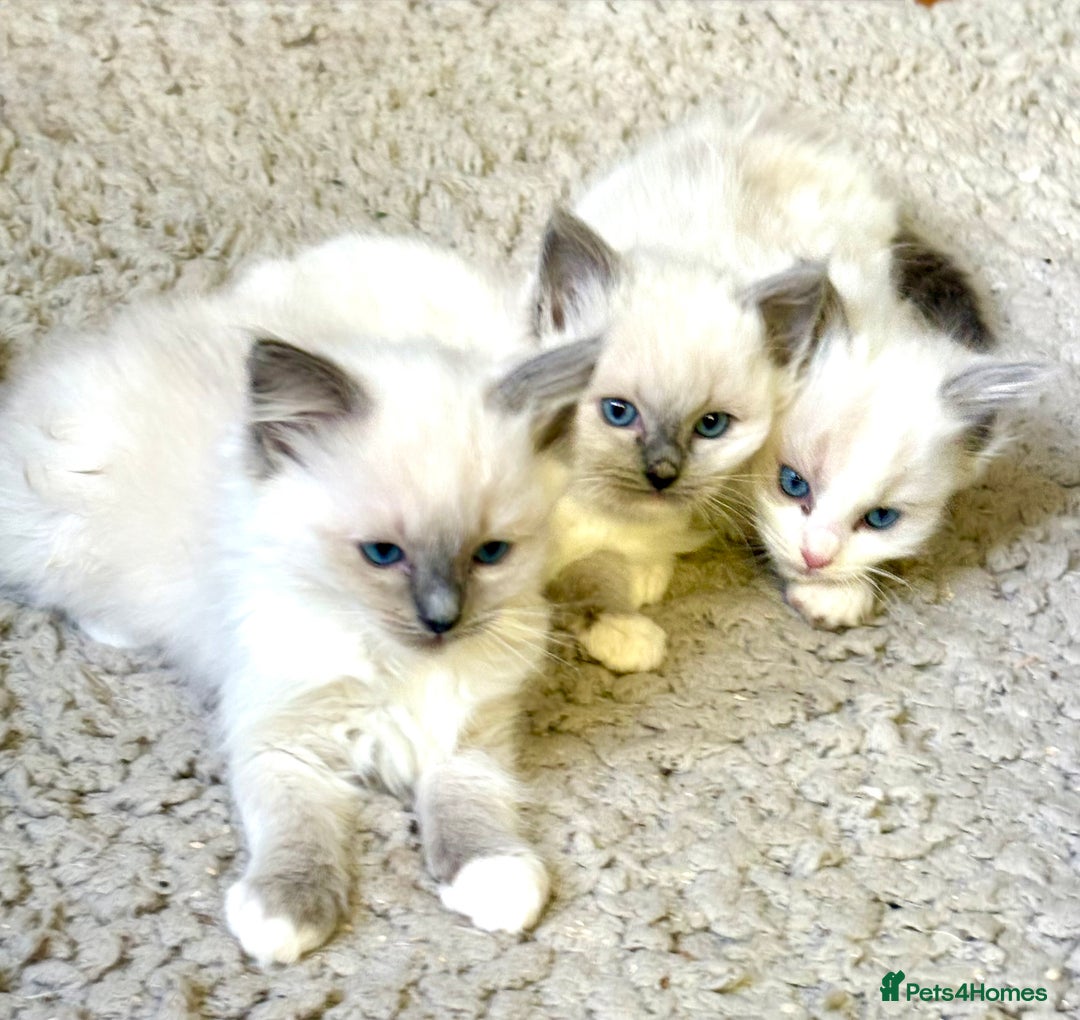 Ragdoll cats for sale: RAGDOLL KITTENS PURE BRED - Advert 5