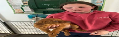 Labrador Retriever Puppy 5