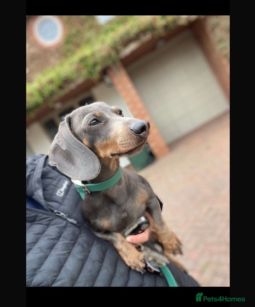 Miniature Dachshund dogs 🐾HUGO THE BOSS (KC REG & PRA CLEAR) PROVEN STUD🐾 in Manchester - Advert 1