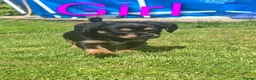 Mixed Breed dogs for sale: Cockerpom puppys 🐶 - Advert 4