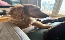 Cocker Spaniel dogs for sale: Show cocker spaniels in Doncaster - Image 21