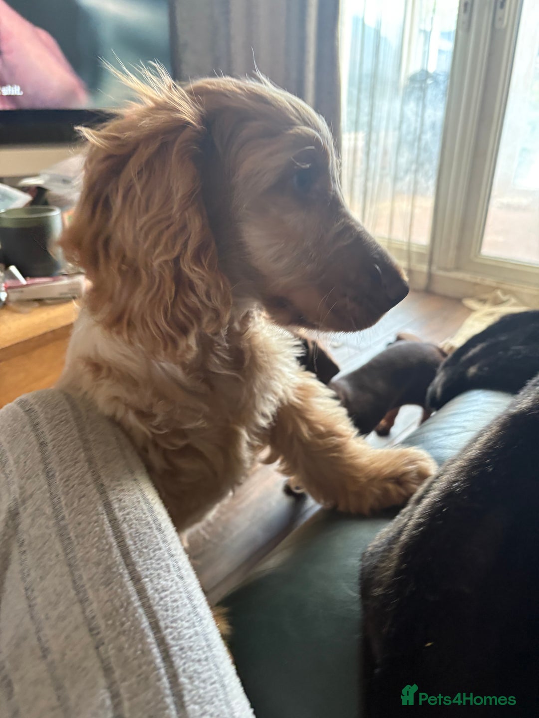 Cocker Spaniel dogs for sale: Show cocker spaniels in Doncaster - Image 21