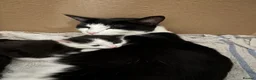 Mixed Breed cats for sale: Adorabile black and white kittens in Southampton - Advert 2