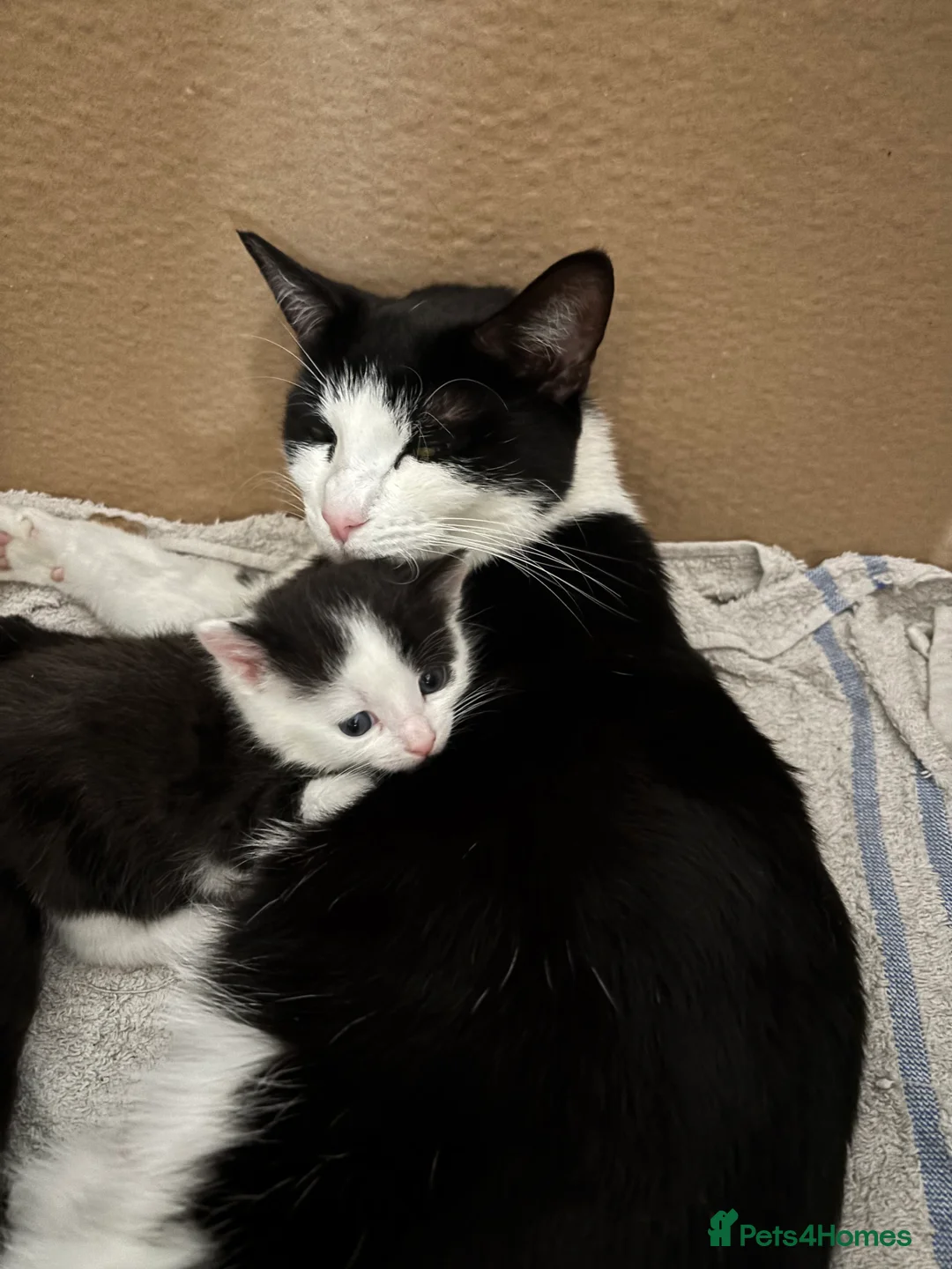 Mixed Breed cats for sale: Adorabile black and white kittens in Southampton - Advert 2