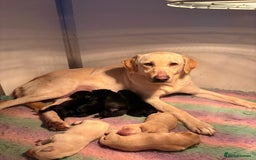 Labrador Retriever dogs for sale: Yellow and black Labrador puppies in Whitchurch - Image 33