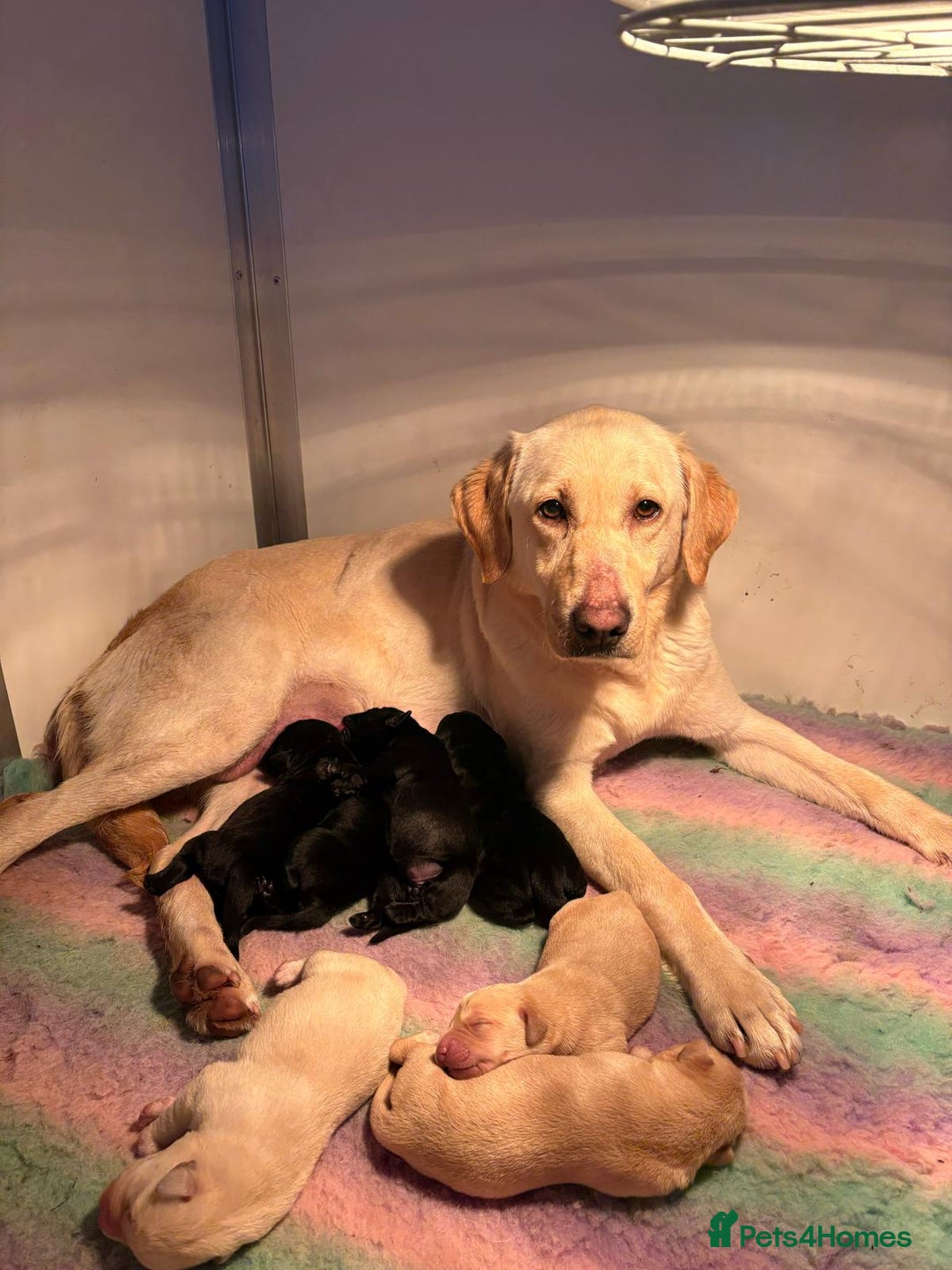 Labrador Retriever dogs for sale: Yellow and black Labrador puppies in Whitchurch - Image 33