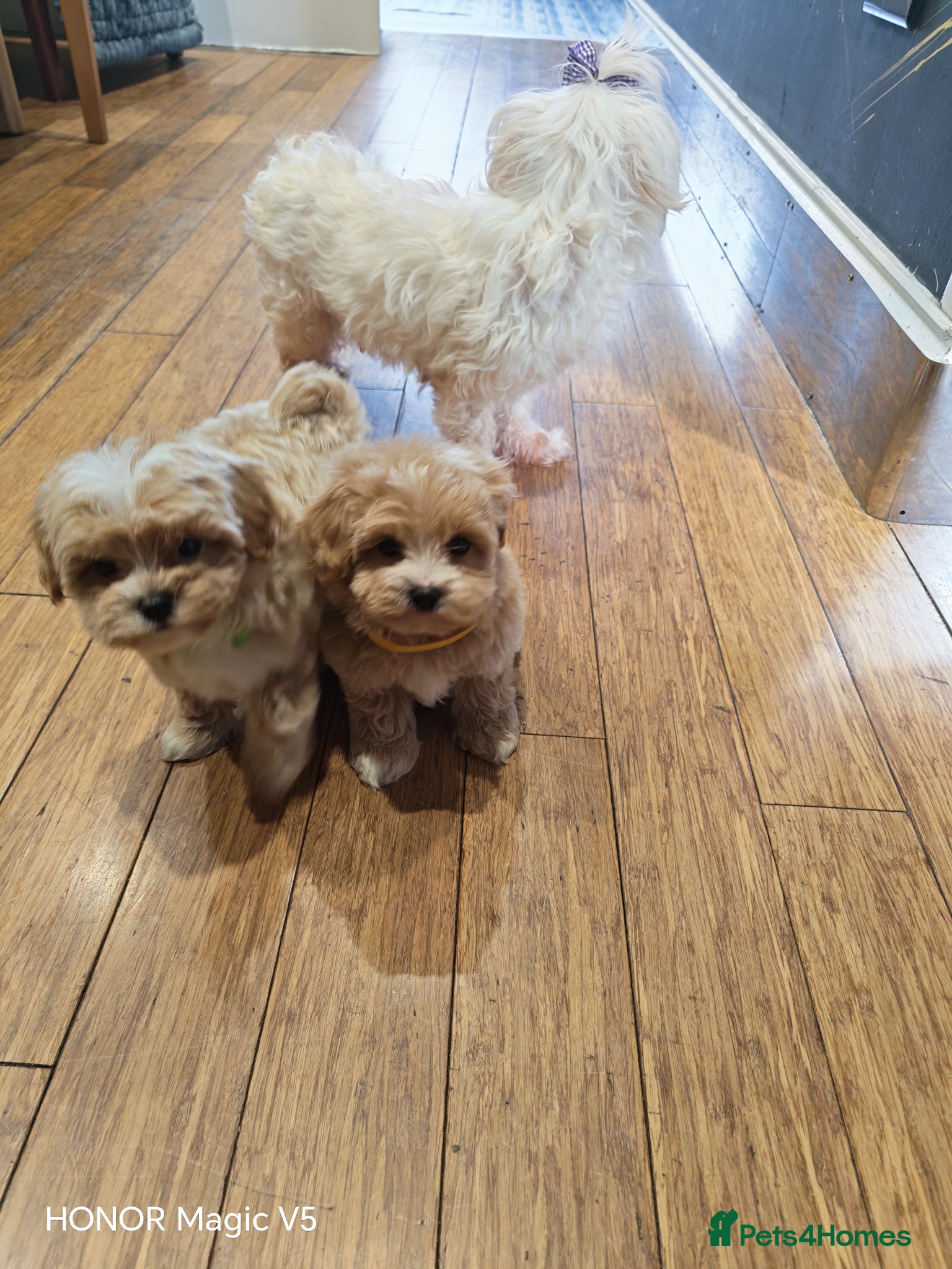 Maltipoo dogs Toy Maltipoo Puppies  - Advert 12