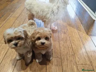Maltipoo dogs Toy Maltipoo Puppies - Advert 1
