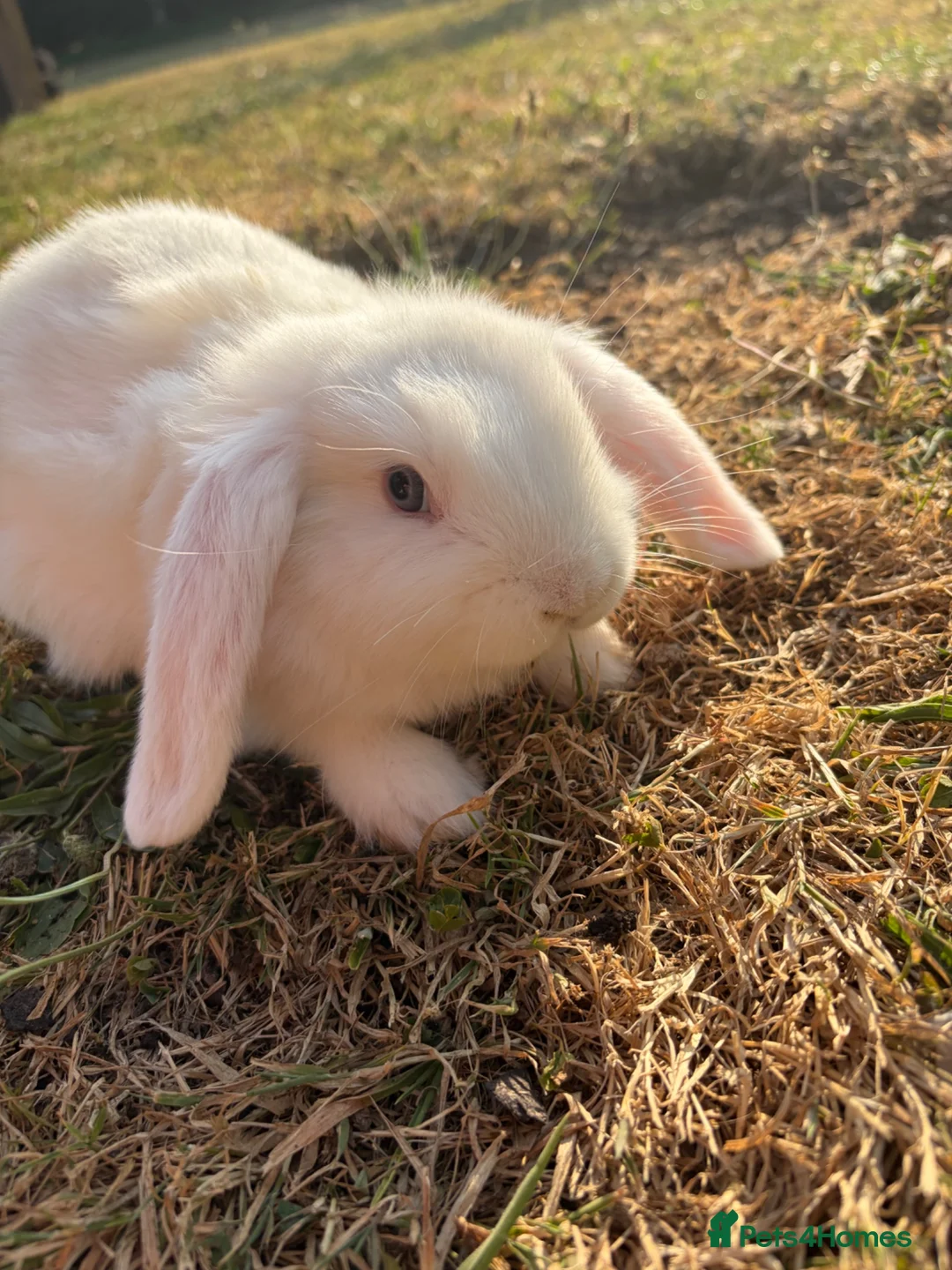 Mini Lop rabbits for sale: 3 beautiful mini lops looking for there for homes - Advert 1