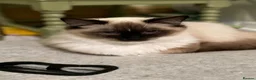 Ragdoll cats for sale: Stunning Ragdoll litter (boy spayed) - Advert 23