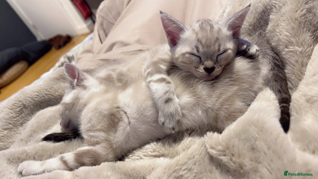 Bengal cats for sale: Buzz and Woody - Image 20