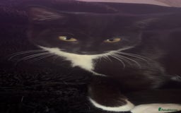 Mixed Breed cats for sale: 3 Cats need a loving home - Image 2
