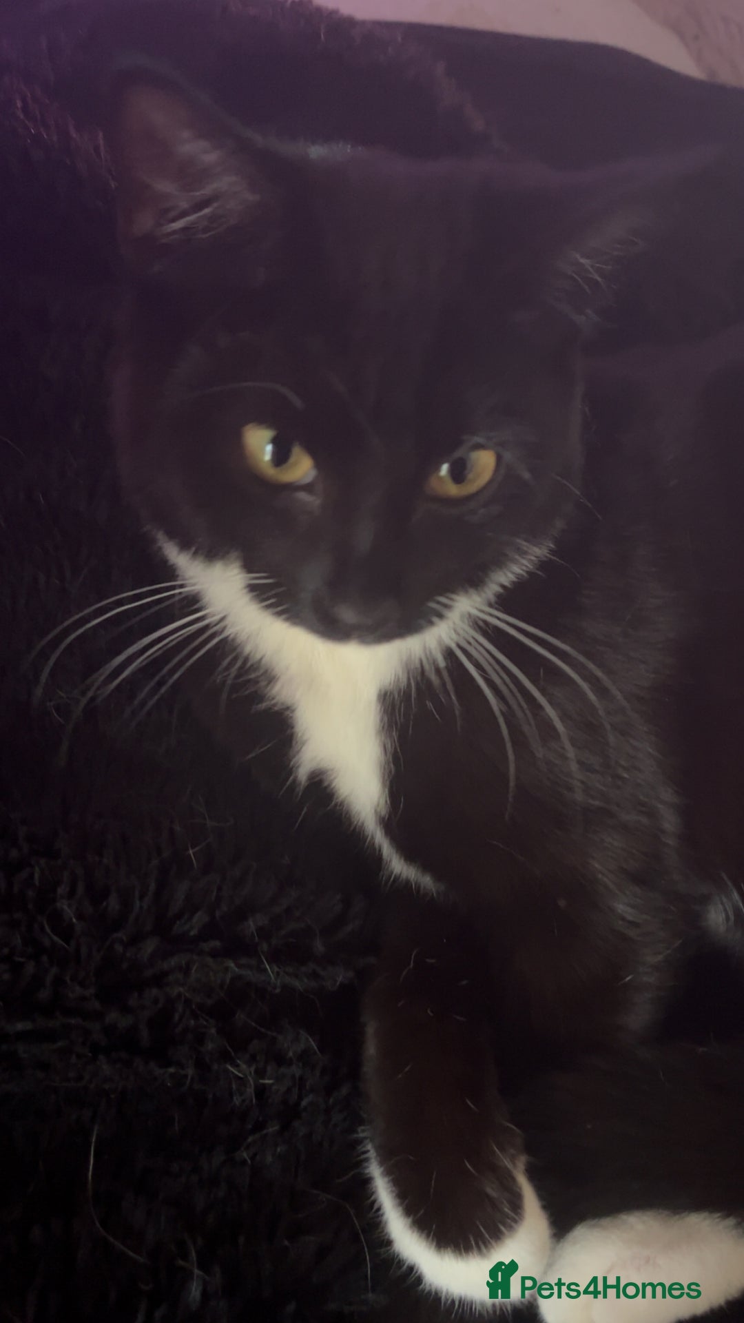 Mixed Breed cats for sale: 3 Cats need a loving home - Image 2
