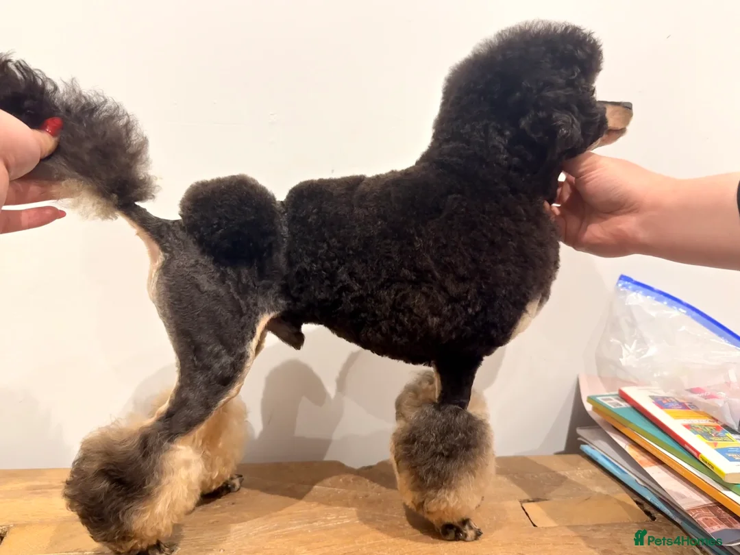 Toy Poodle dogs for sale: Beautiful KC Phantom Poodle Boy - Advert 5