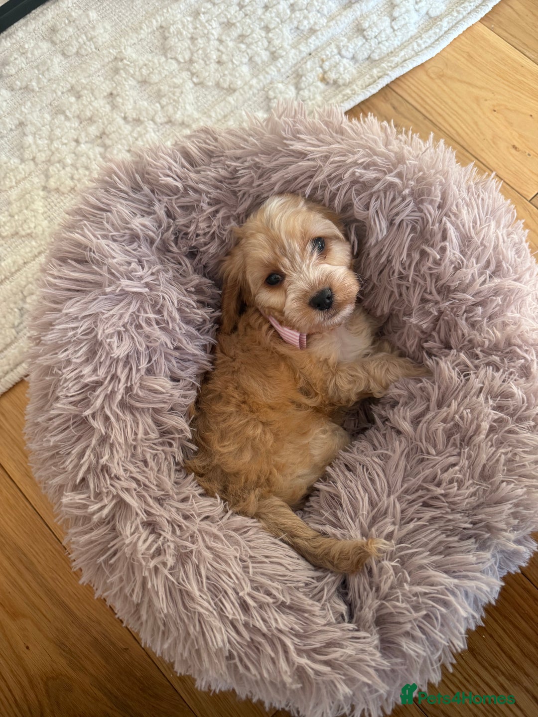 Cockapoo dogs for sale: F1 Cockapoo puppy  - Advert 6