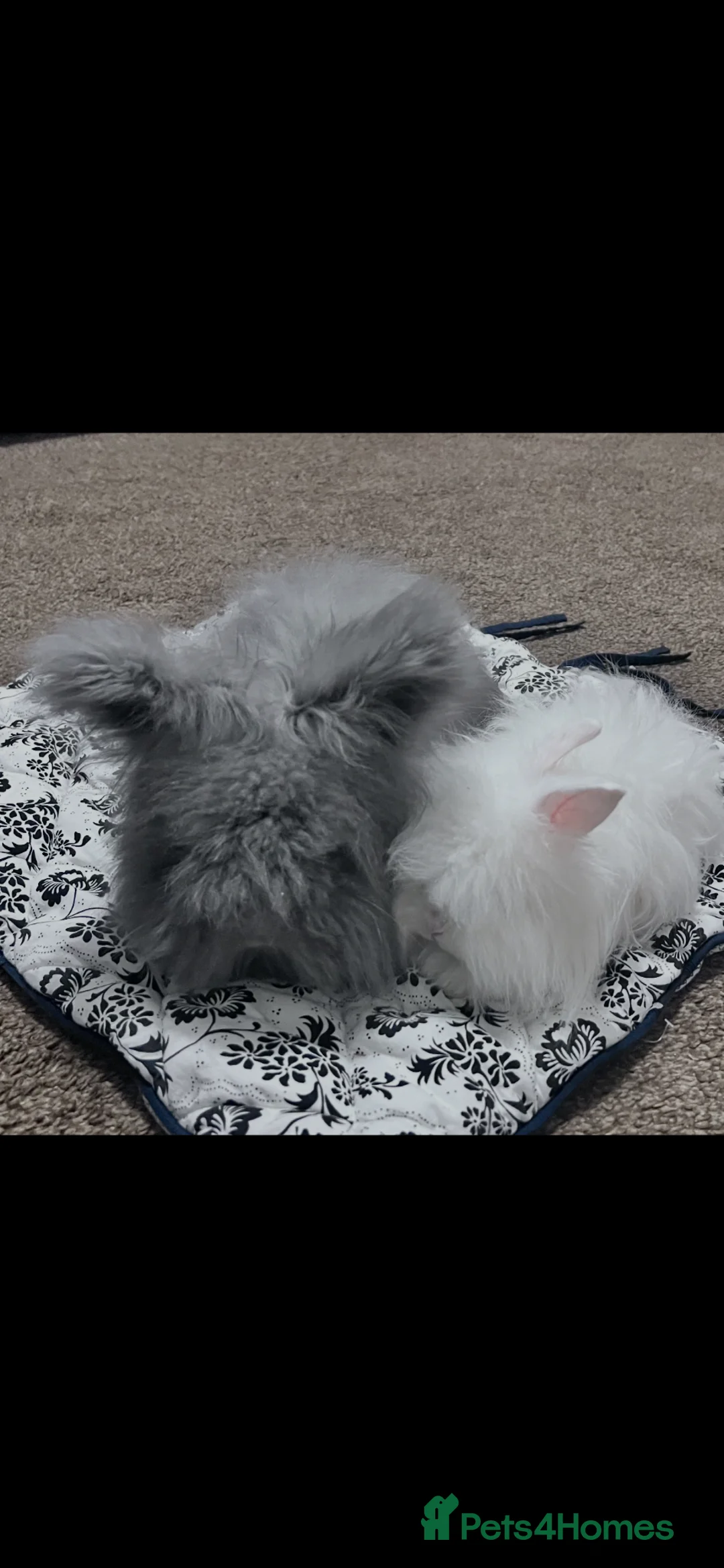 Angora rabbits for sale: Full English Angora female  - Advert 2