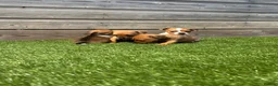 Jackshund dogs for sale: 🐾 Adorable Chiweenie Puppies - Advert 8