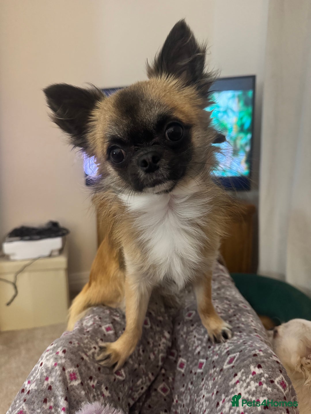 Chihuahua dogs for sale: KC Registered L/C Chihuahuas - Advert 8