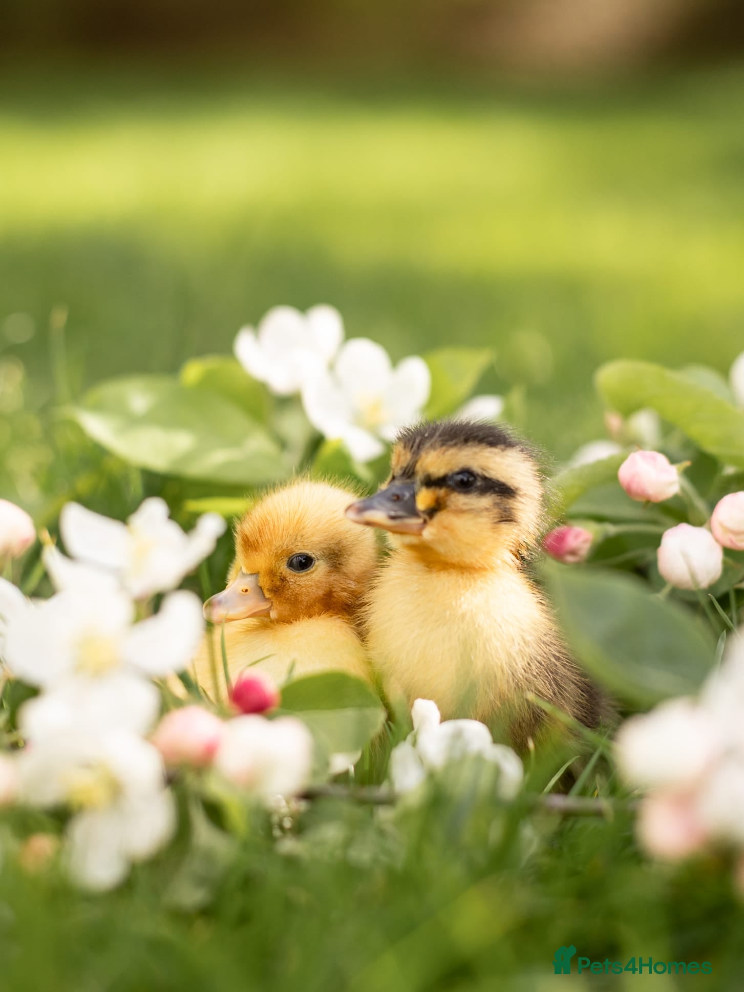 Ducks poultry Call Ducklings - Mixed, Kent Breeder, Ready Now - Advert 2