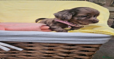 Cocker Spaniel dogs - Advert 11