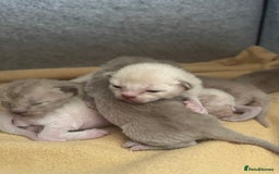 Burmese cats for sale: GCCF-registered, home-raised, Burmese kittens - Image 9