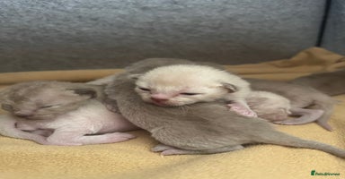 Burmese cats - Advert 15