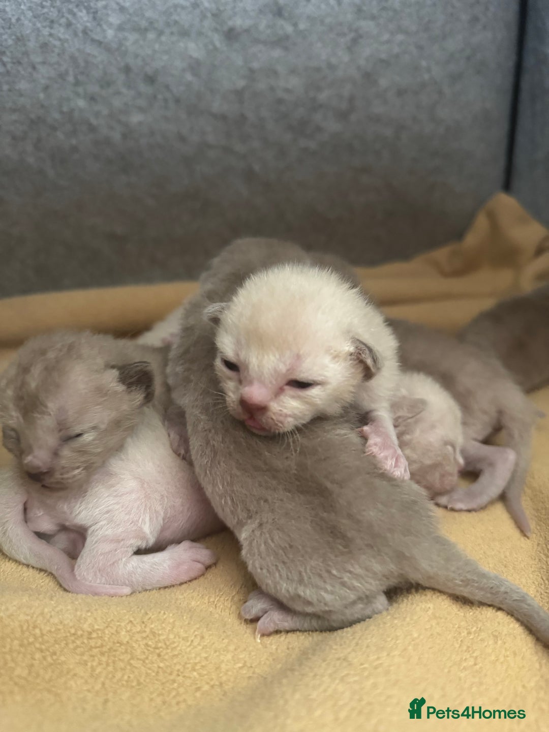 Burmese cats for sale: GCCF-registered, home-raised, Burmese kittens - Image 9