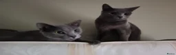 Russian Blue cats for sale: Two incredibly affectionate Russian Blue siblings  in Dagenham - Advert 3