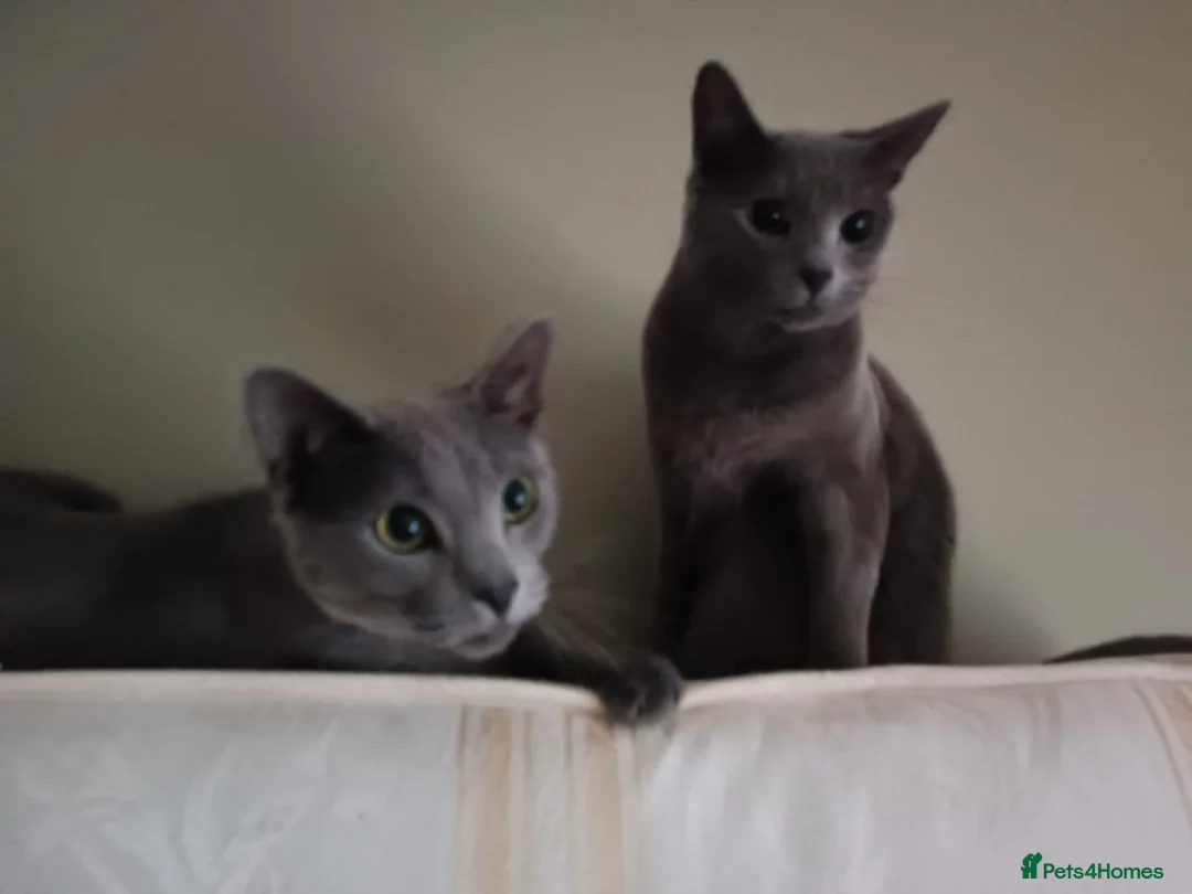 Russian Blue cats for sale: Two incredibly affectionate Russian Blue siblings  in Dagenham - Advert 3