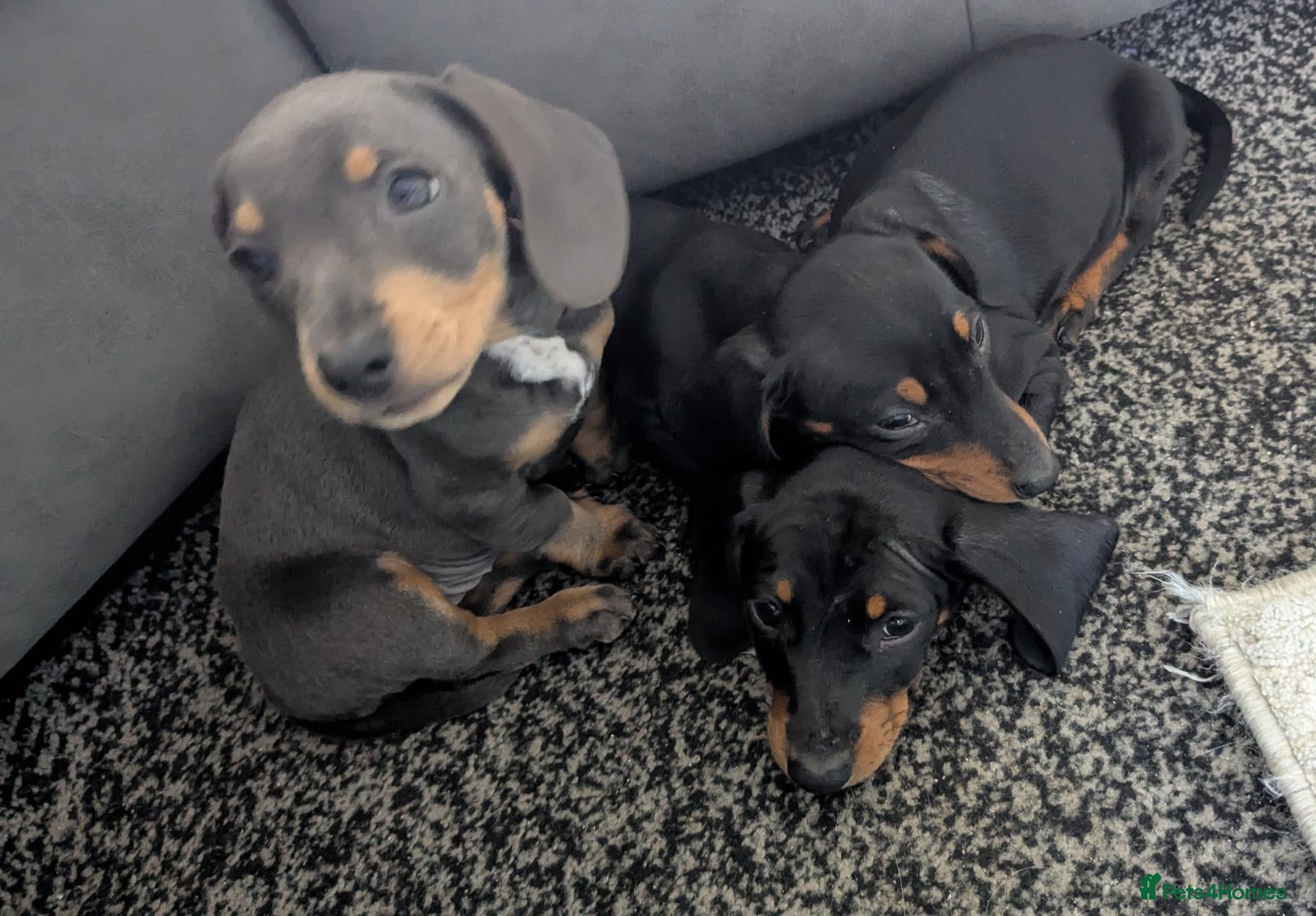 Miniature Dachshund dogs Miniature Dashhound for sale 1 male / 1 female - Advert 6