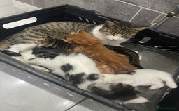 Mixed Breed cats for sale: Beautiful Fluffy Kittens  - Image 4