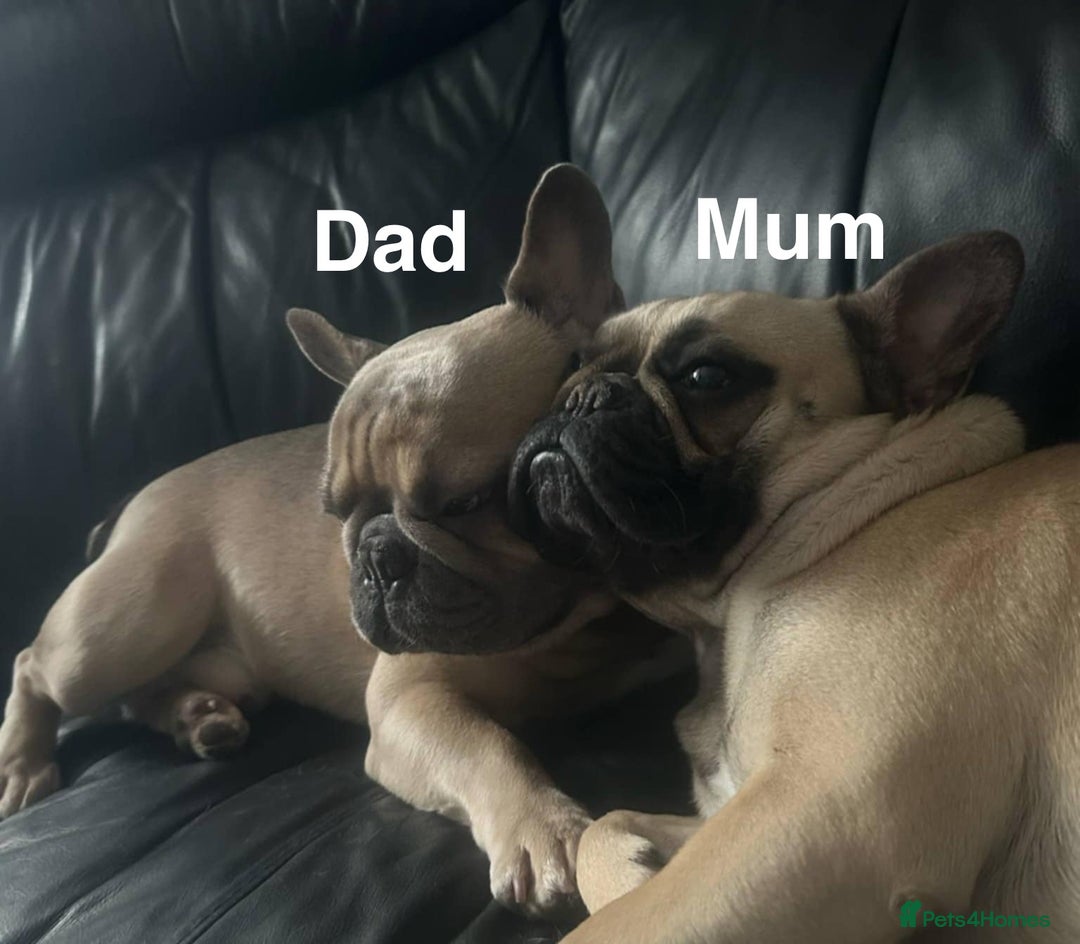 French Bulldog dogs for sale: French Bulldog puppies  - Image 3