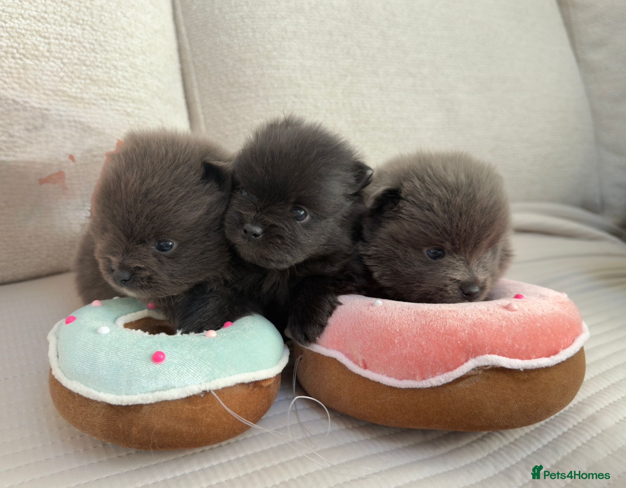 Pomeranian dogs Beautiful and rare mini Pomeranian puppies   - Advert 13